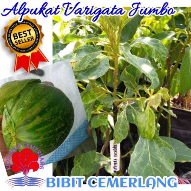 BIBIT ALPUKAT VARIGATA JUMBO