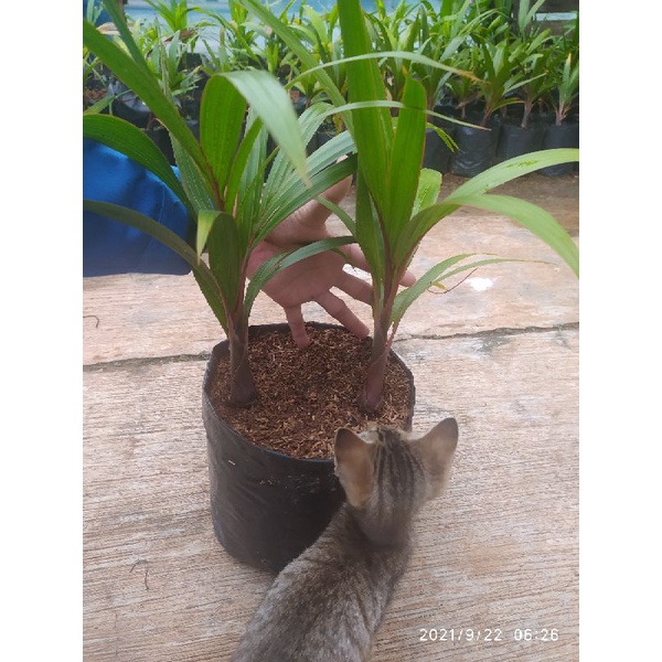 Bibit Palem Botol (Semai Biji)