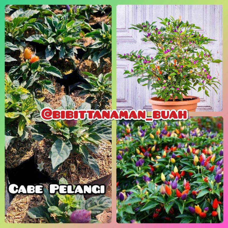 Cabe Pelangi Berbuah / Bibit Cabe Pelangi / Cabe Pelangi