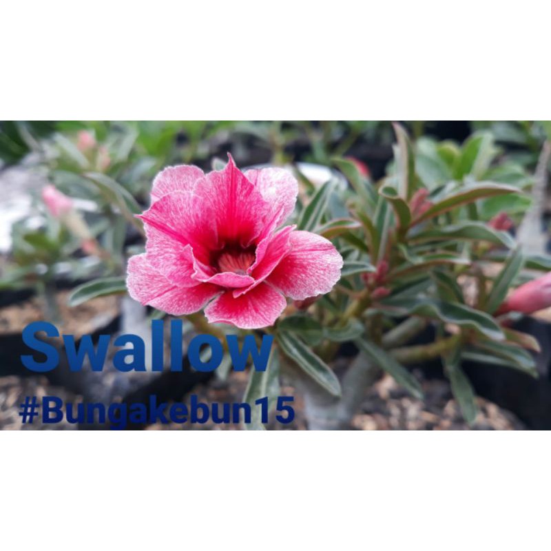 Adenium Id-SWALLOW (Size B+)