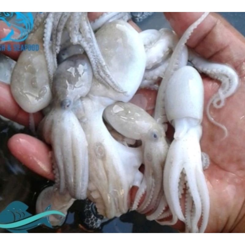 

baby gurita frozeen