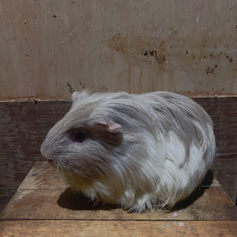 borongan marmut hias silky guinea pig