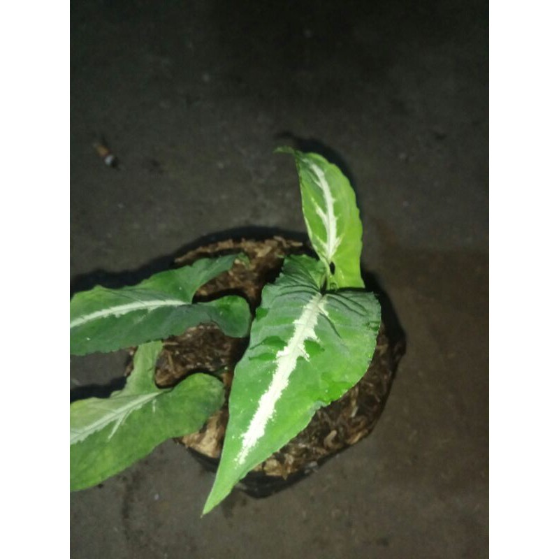 Tanaman Hias Syngonium Wendlandii Syngonium Keladi Garis Putih Putih Hijau Shopee Indonesia