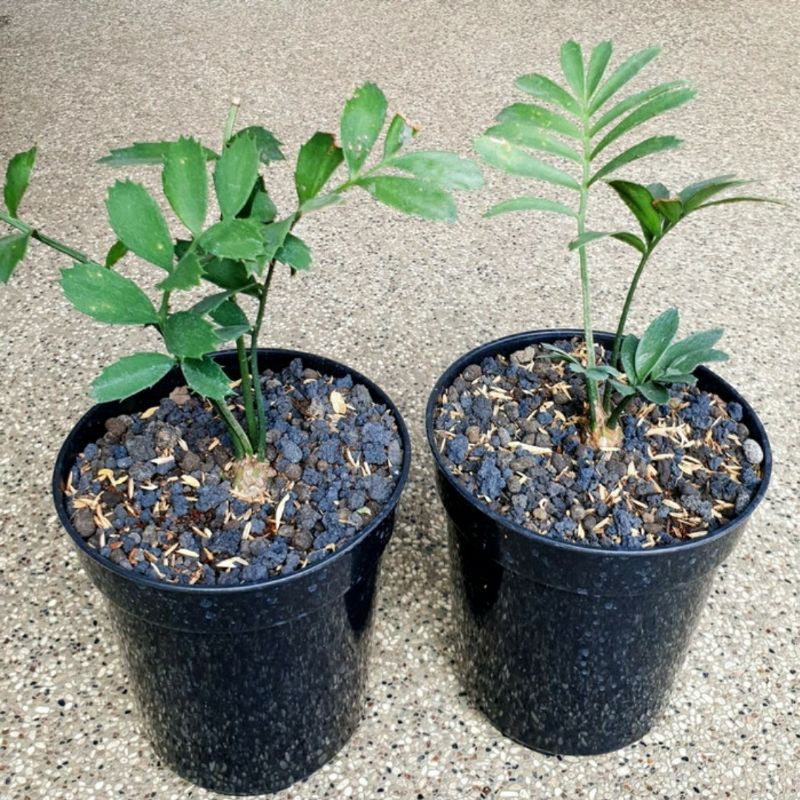 Encephalartos ferox bibit paket isi 2