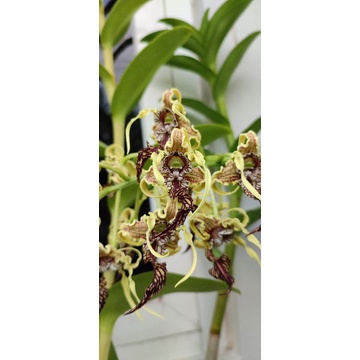 DENDROBIUM SPECTABILE DEWASA BERBUNGA