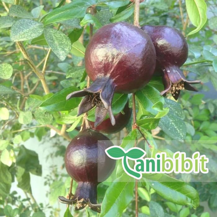 Bibit Tanaman Delima Hitam - Pohon Delima Hitam