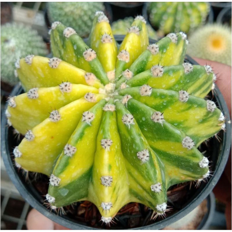 Kaktus Echynopsis Variegata