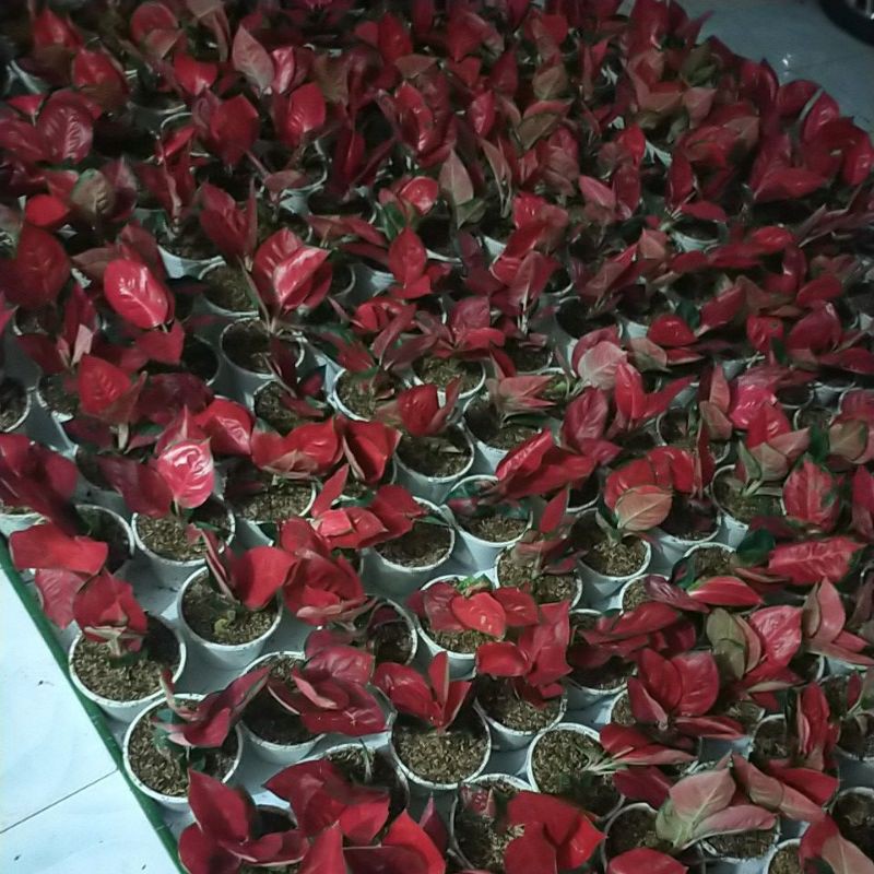 aglonema suksom merapi