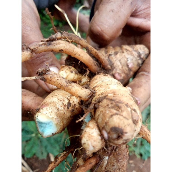 

TemuIreng,TemuHitam1kgTemuHitam/CyrcumaAeruginosa
