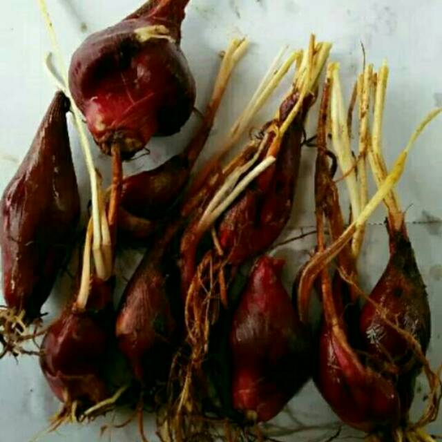 

Daun bawang dayak segar / obat herbal