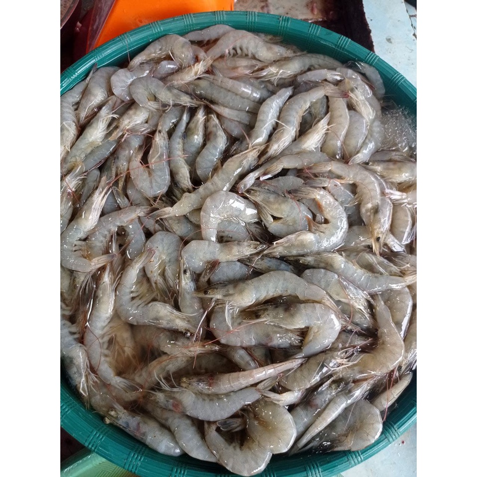 

Udang Sedang