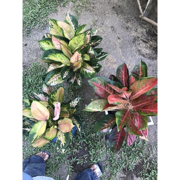 kochin kuning11+Venus isi 13