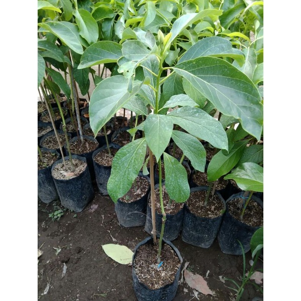 Bibit alpukat yamagata batang besar 1 meter, Varian Tanpa Biji, Aligator, Miki, Markus juga ada