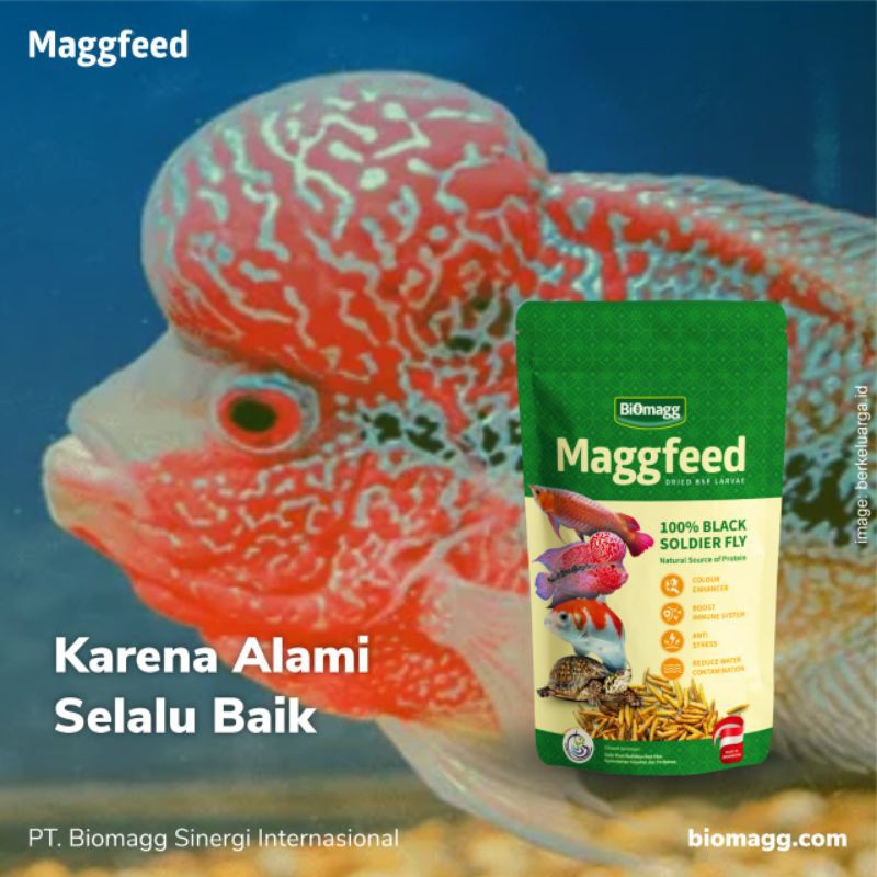 pakan pelet makanan ikan louhan pertumbuhan jenong - maggfeed