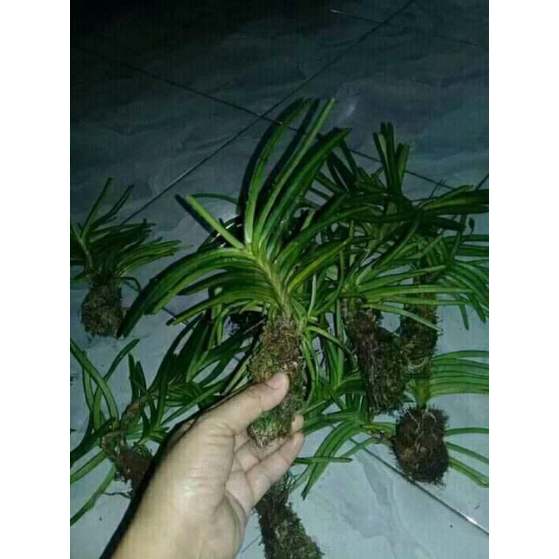 Vanda Mini Ascocentrum