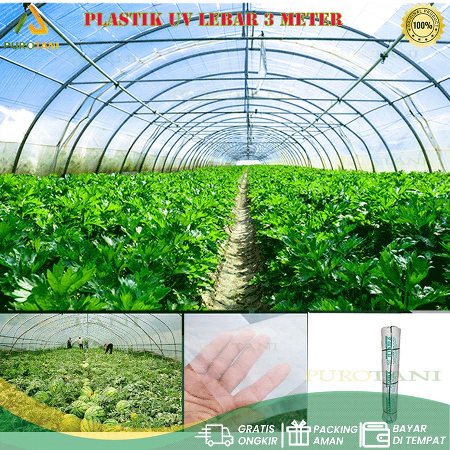 UV FILM lebar 3 meter PLASTIC UV lebar 3m GREEN HOUSE 3M