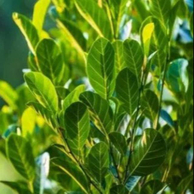 

daun nangka segar 250 gram