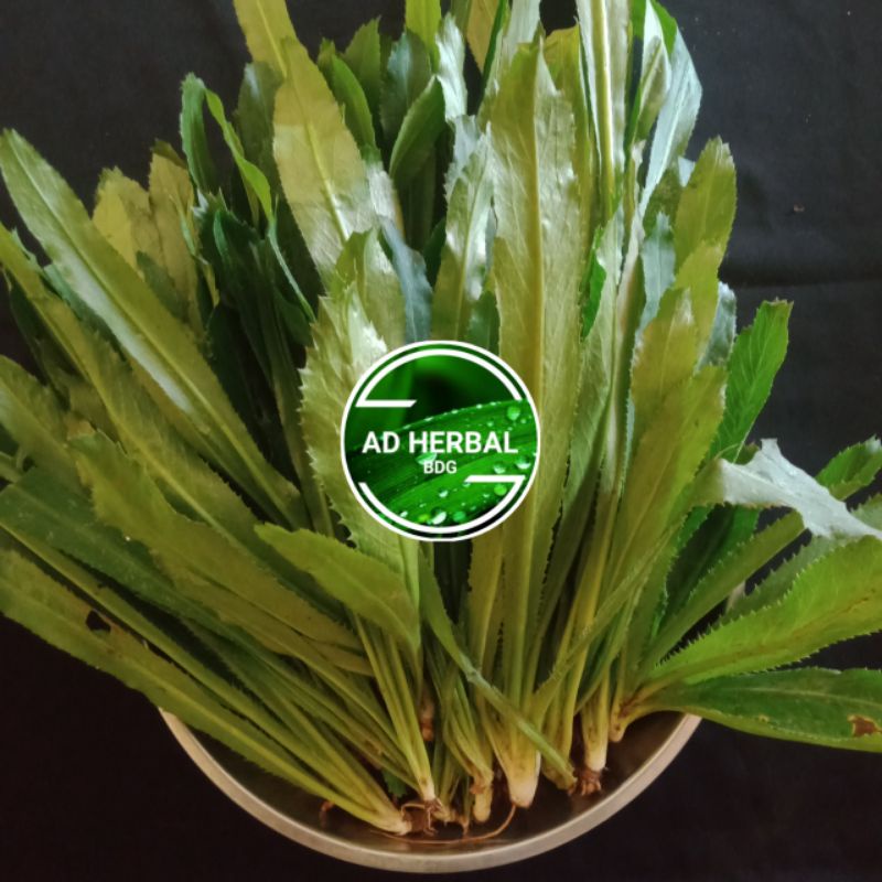 

Daun Walang Sangit Segar Per 25 Pohon