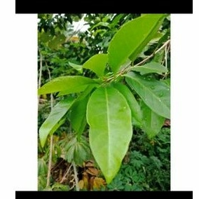 

daun salam daun segar 250gr daun salam