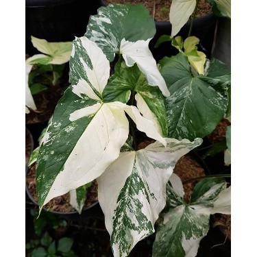 Syngonium Variegata Syngonium Varigata
