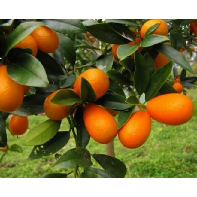 JERUK NAGAMI SUDAH BERBUAH