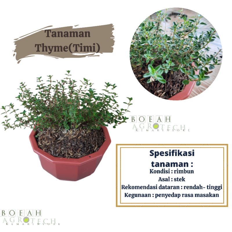 Jual Tanaman Thyme Daun Penyedap Masakan/Tanaman Herbal Thyme tanaman
