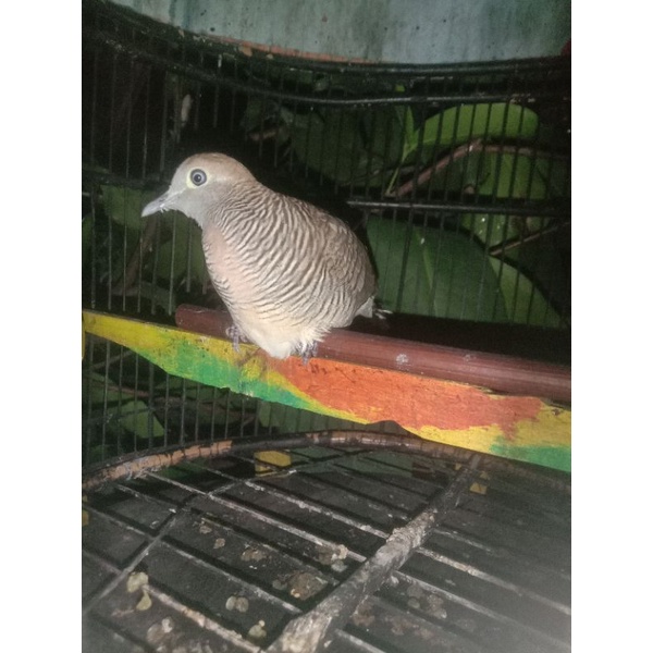 Burung perkutut lokal suara warung kebek manggung
