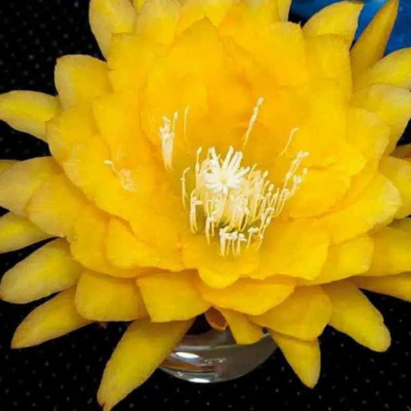 Tanaman hias wijaya Kusuma kuning - bibit wijaya kusuma