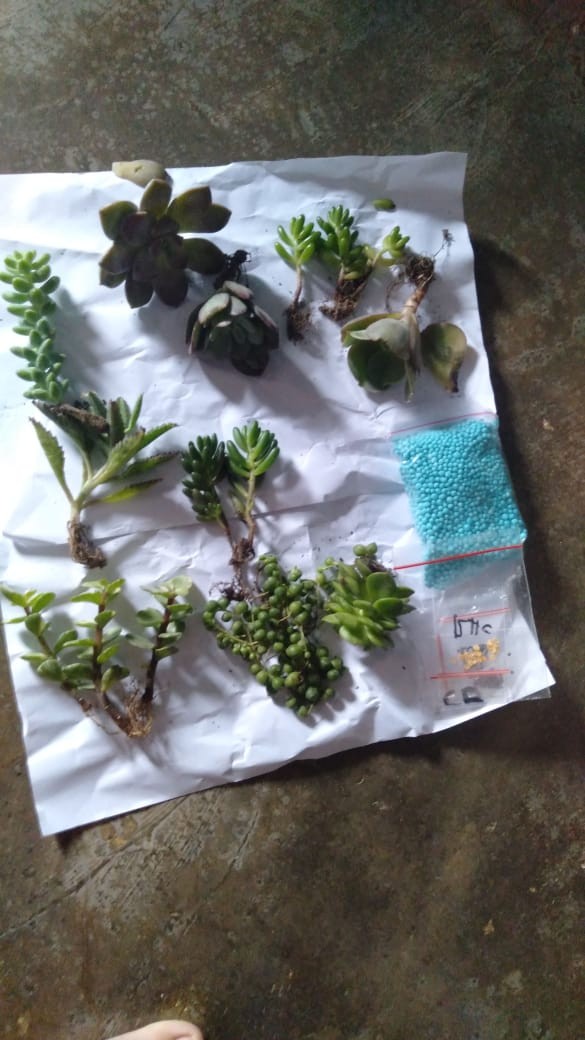 Benih Sawi Putih Panjang (spp)