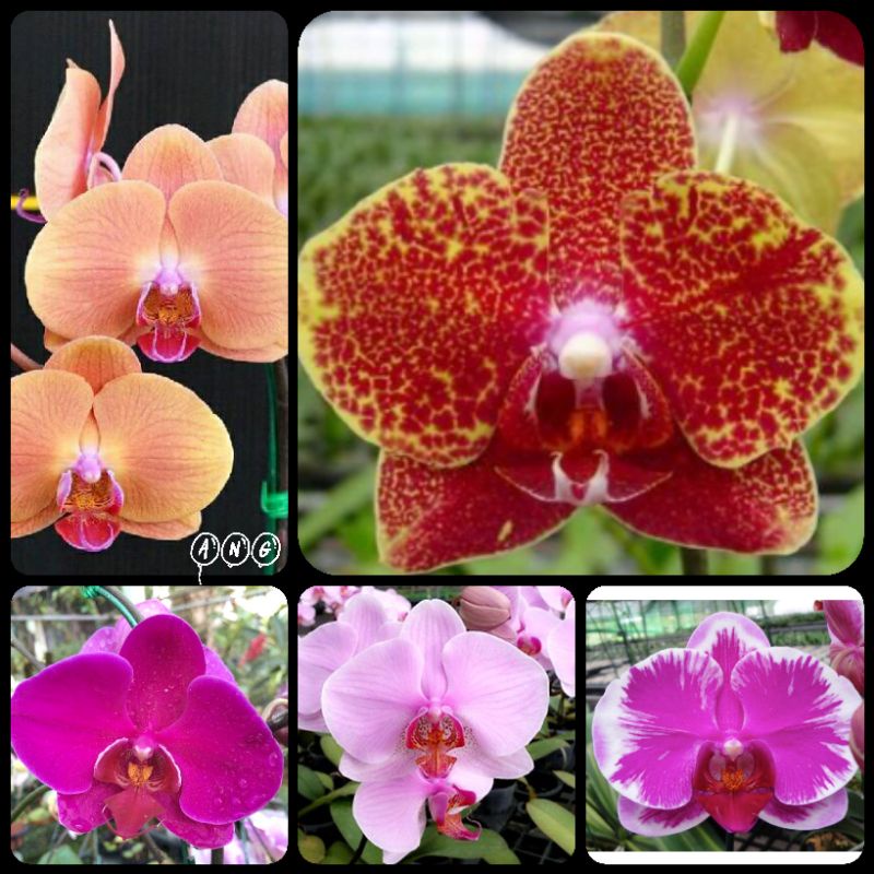 Anggrek Bulan remaja, anggrek bulan.