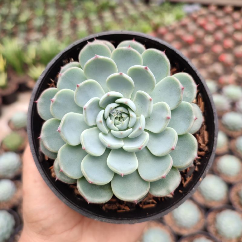 Echeveria Minima | DP 10cm | Sukulen