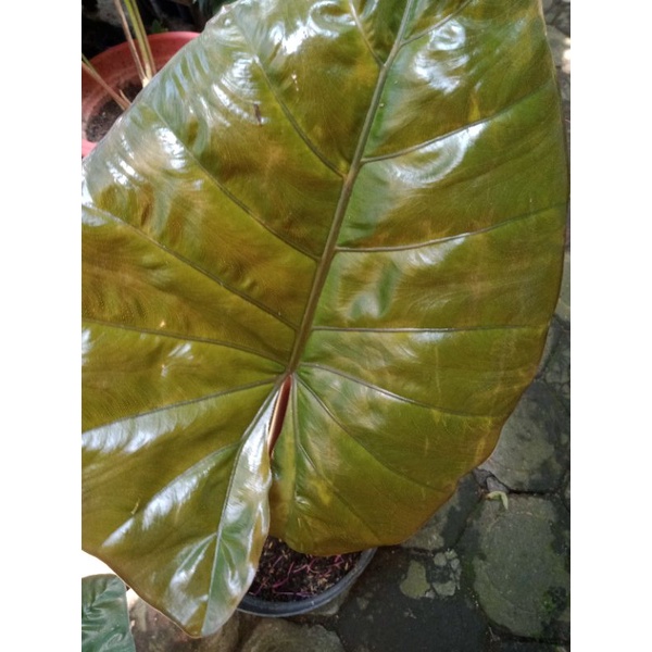 Tanaman hias Alocasia YUCATAN PRINCESS Elephant Ear