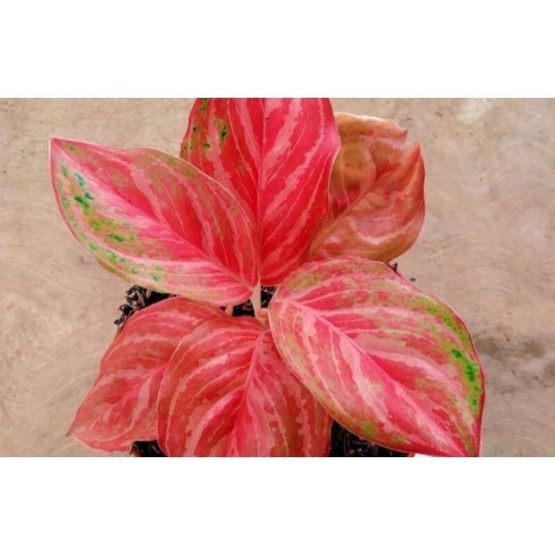 bibit aglonema bidadari anakan 1/2 daun