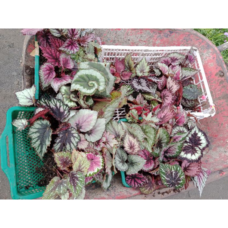 Begonia paket