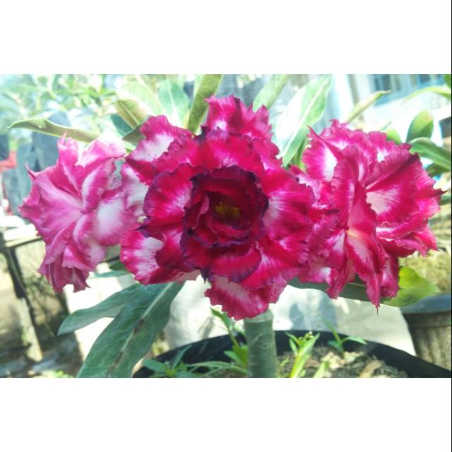 Bibit Adenium Pet Mon Kon (PMK)