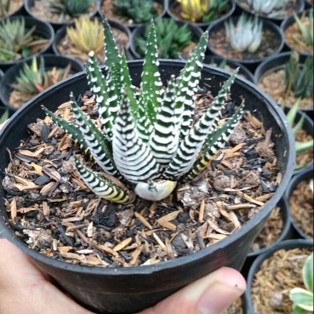 

Hortiaa zebra