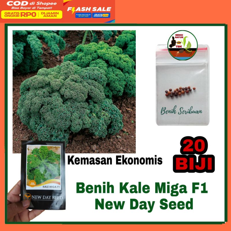 Benih Daun Sayur Kale - Bibit Kale Green Dwarf Curly Benih Sayuran Blue Scotch Curled Kemasan Ekonom