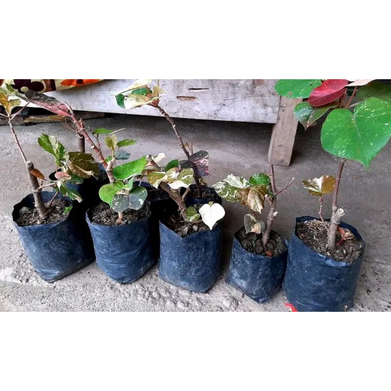 bahan bonsai waru varigata / bibit waru varigata / bonsai waru varigata