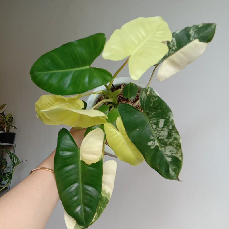 Philodendron Burlemarx Variegata batang orange