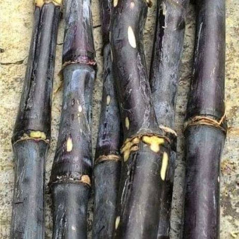 

Tebu Hitam Segar Tebu Ireng 1kg