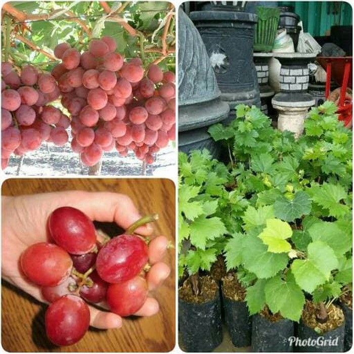 bibit buah anggur merah unggul