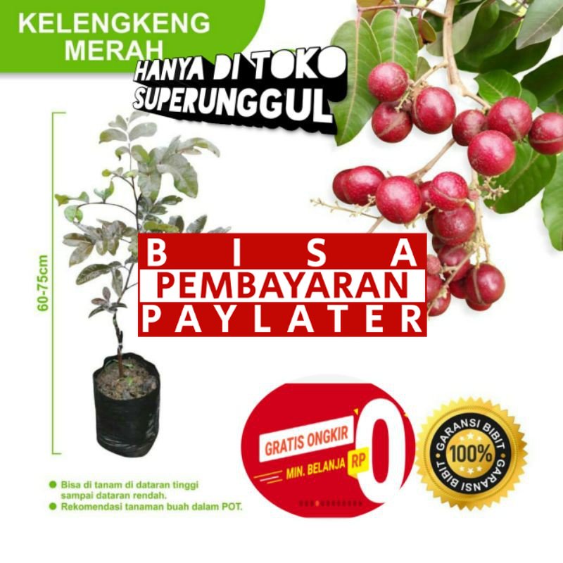 Bibit kelengkeng merah unggul