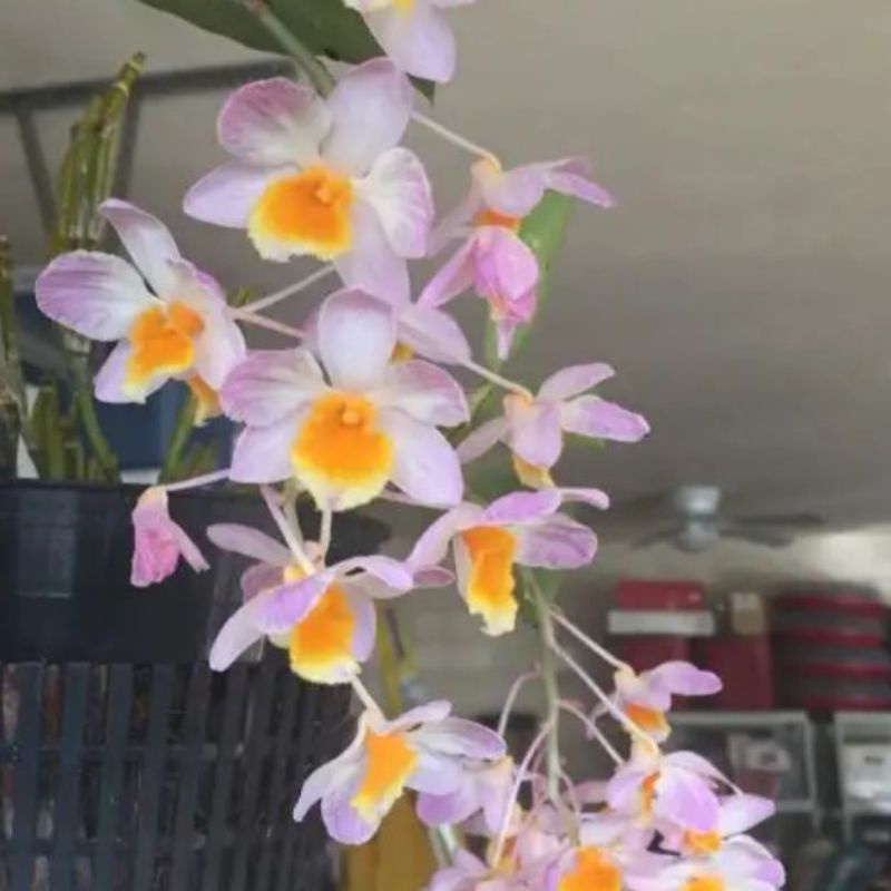 Jual Anggrek Dendrobium Farmery White Shopee Indonesia