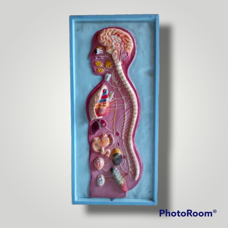 

Susunan saraf penampang model susunan saraf alat peraga pendidikan praktek IPA biologi