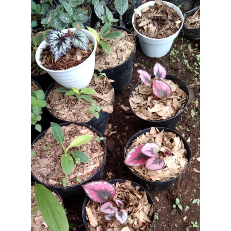 begonia Rex pink silver