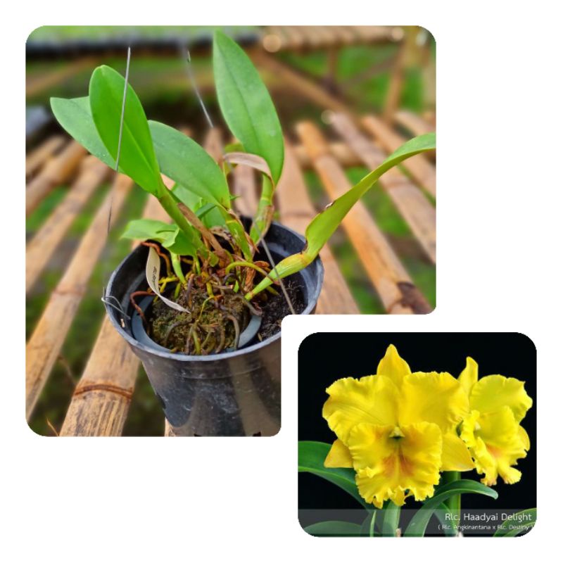 Anggrek Cattleya dewasa kuning polos kelopak besar NP gold
