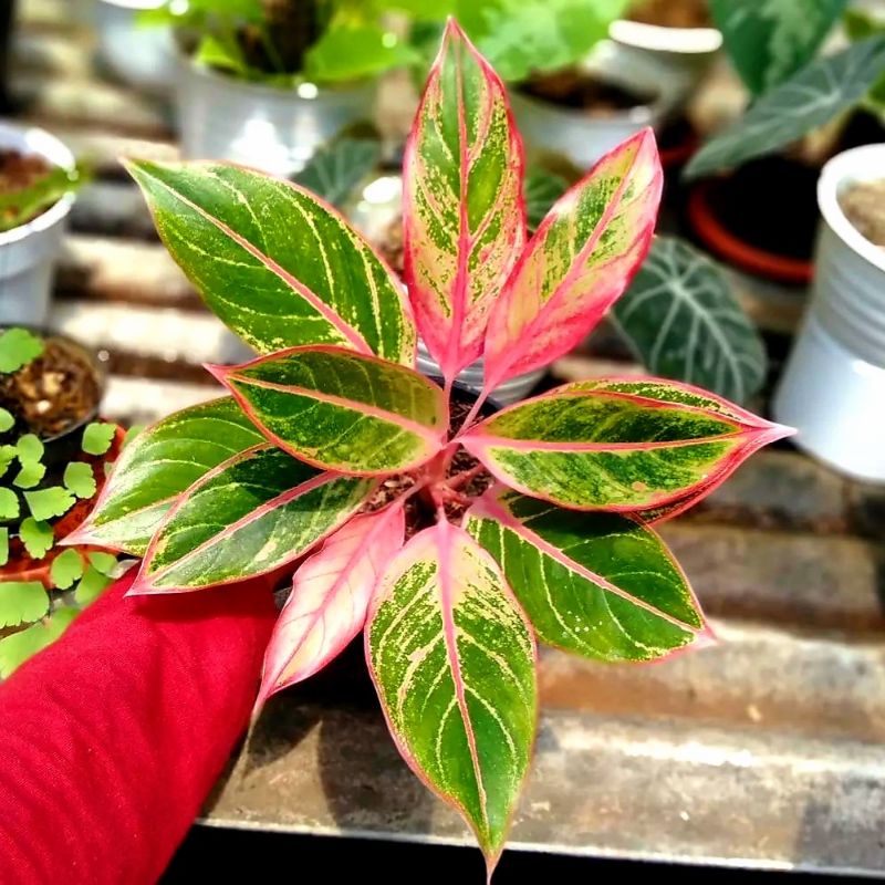 Tanaman Hias Aglonema Lipstik pink Klasik / Aglonema lipstik pink klasik remaja murah