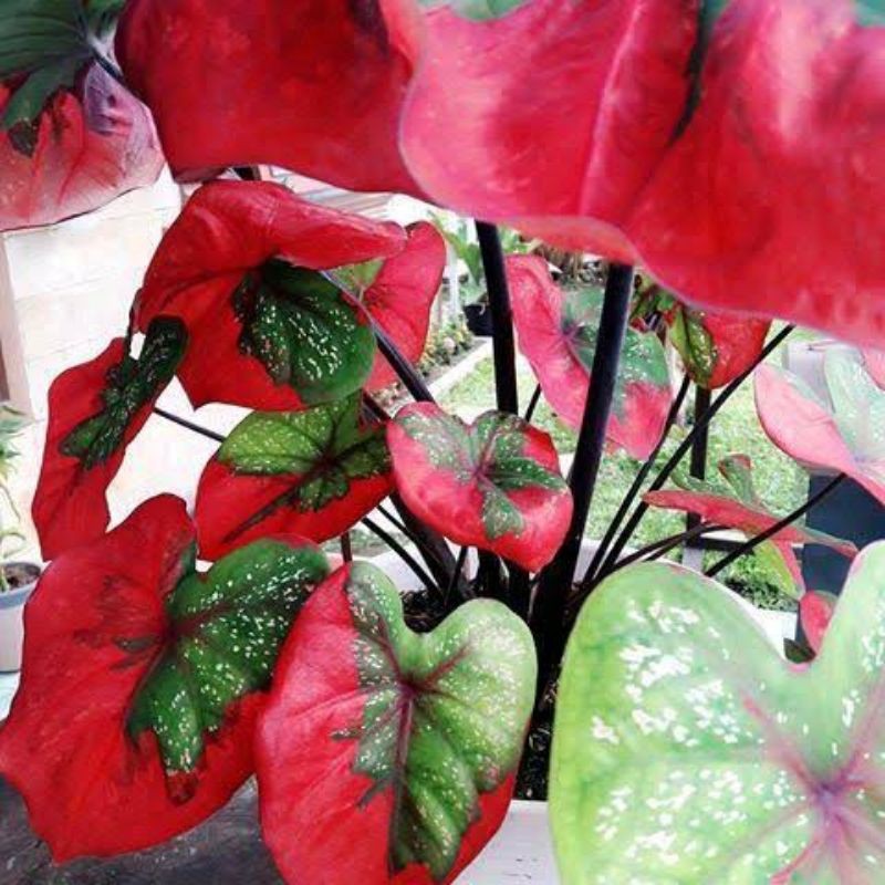 keladi baret indukan