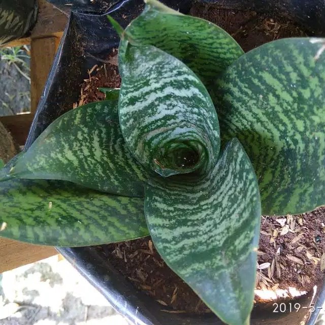 Tanaman Hias Sansivera Penyejuk,penyeteril Udara