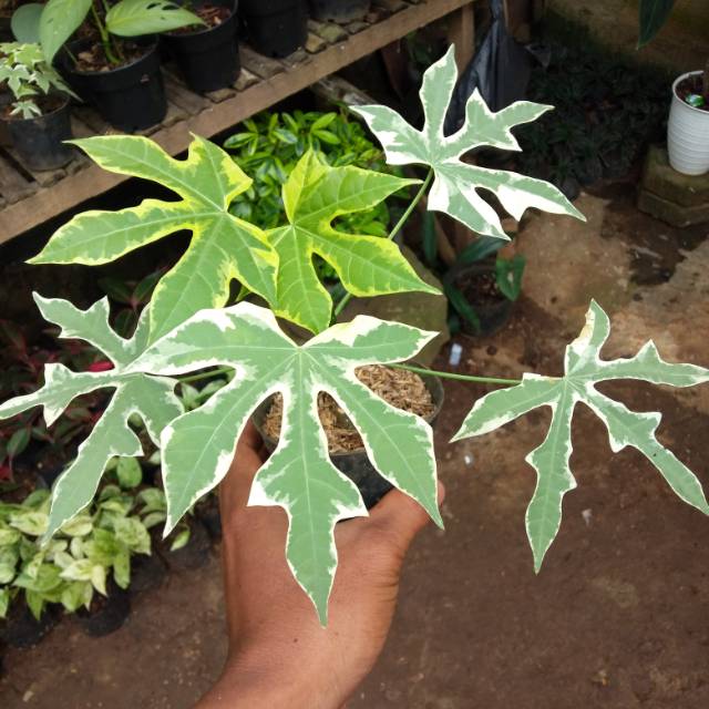 Tanaman hias paya jepang varigata